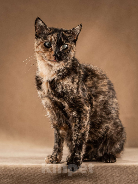 Кошки в Клине: Венеция — кошка в маске, полная контрастов Девочка, Бесплатно - фото 2