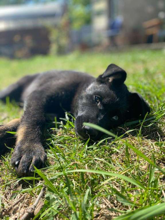 Собаки в Саратове: Отдам в добрые руки щенка от немецкой овчарки и лайки с разноцветными глазами Мальчик, Бесплатно - фото 2