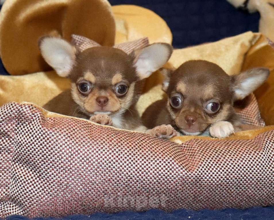 Собаки в Москве: 👍Шоколадная курносая чихуахуа Девочка, 85 000 руб. - фото 2