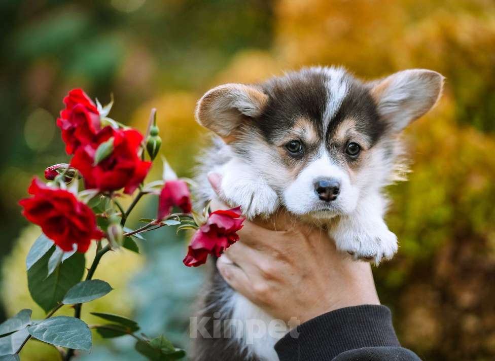 Собаки в Новосибирске: Вельш Корги Пемброк Динь-Динь Девочка, 65 000 руб. - фото 9