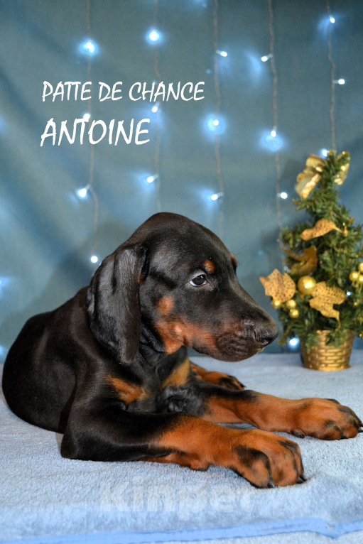 Собаки в Санкт-Петербурге: Щенок добермана Антуан Мальчик, 130 000 руб. - фото 5