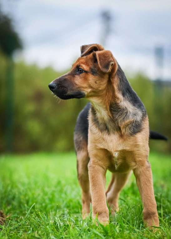 Собаки в других городах Московской области: Тот, кто украдет Ваше сердце:) Мальчик, Бесплатно - фото 3