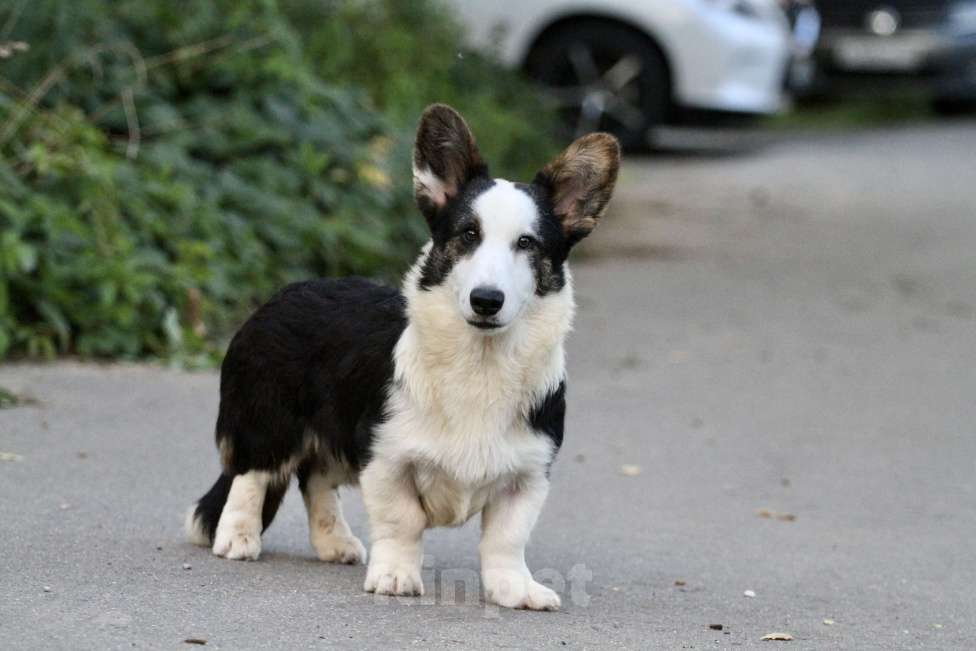 Собаки в Москве: Вельш корги кардиган-мальчик Мальчик, Бесплатно - фото 2
