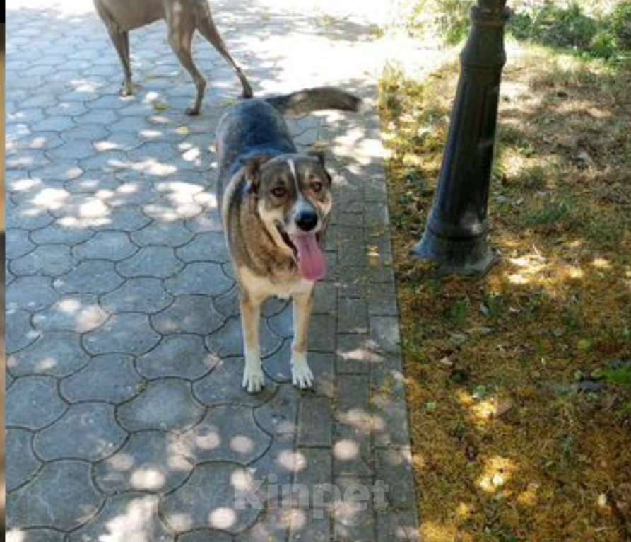 Собаки в Санкт-Петербурге: Верный Дик Мальчик, 17 руб. - фото 2