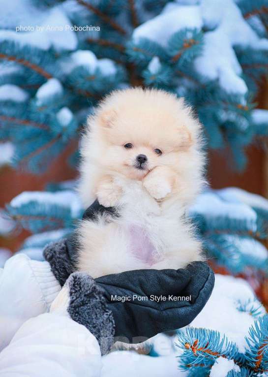 Собаки в Нижнем Новгороде: девочка щенок шпиц Девочка, 60 000 руб. - фото 1