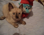 Кошки в Рыбинске: Тайский котенок окраса блу-пойнт, 7 000 руб. - фото 2