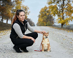 Собаки в Краснодаре: Купить щенка Сиба-Ину Мальчик, 40 000 руб. - фото 5