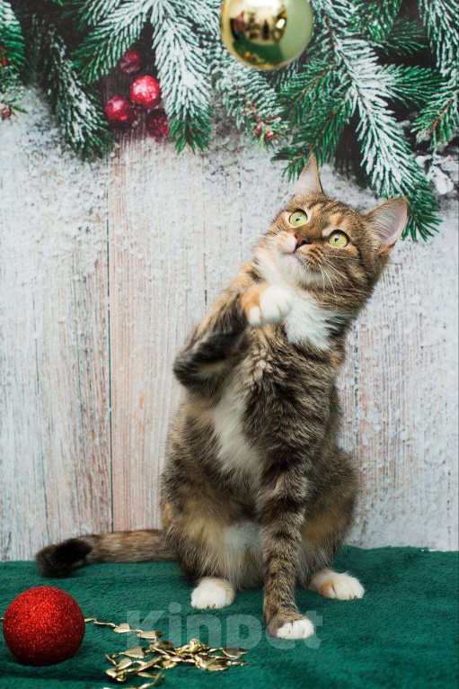 Кошки в Москве: Жемчужина с рынка ищет свою семью Девочка, Бесплатно - фото 2