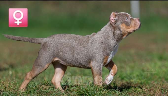 Собаки в Новосибирске: Девочка Американский булли щенок Девочка, Бесплатно - фото 6