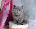 Кошки в Мурином: Британский котик голубого окраса (ген.тиккирован) Мальчик, 35 000 руб. - фото 4