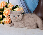 Кошки в Мурином: Британская кошечка окраса лиловый черепаховый Девочка, 30 000 руб. - фото 6