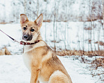 Собаки в Сергиеве Посаде: Гермиона в добрые руки  Девочка, Бесплатно - фото 3