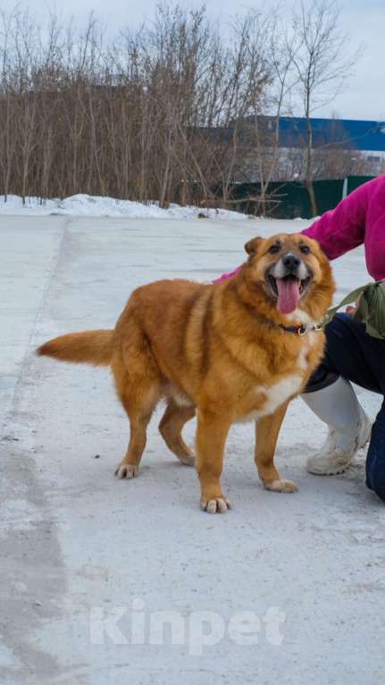 Собаки в Москве: Очаровательный Рыжуня ищет семью Мальчик, Бесплатно - фото 2