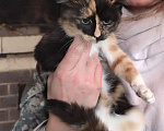 Кошки в Мытищах: Хеппи 3 мес ищет дом Девочка, Бесплатно - фото 4