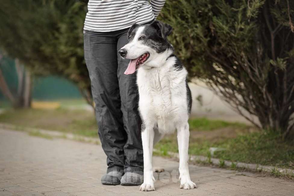 Собаки в Москве: Бим Мальчик, Бесплатно - фото 9