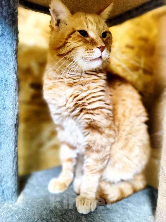 Кошки в Москве: Котик Батя в добрые руки Мальчик, Бесплатно - фото 7