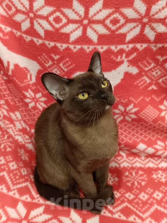 Кошки в Лыткарино: Бурманская  девочка с документами Девочка, 50 000 руб. - фото 4