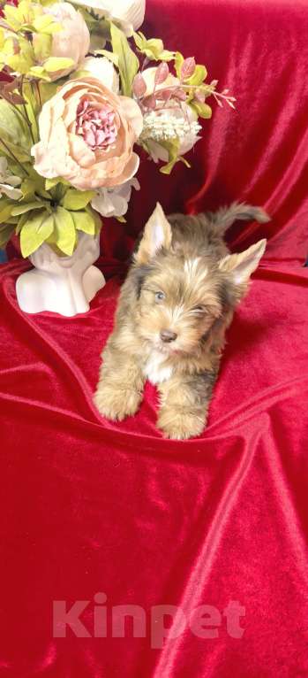 Собаки в Иркутске: Цветной йорк Red Merle Blue Diamond  Мальчик, 50 000 руб. - фото 1