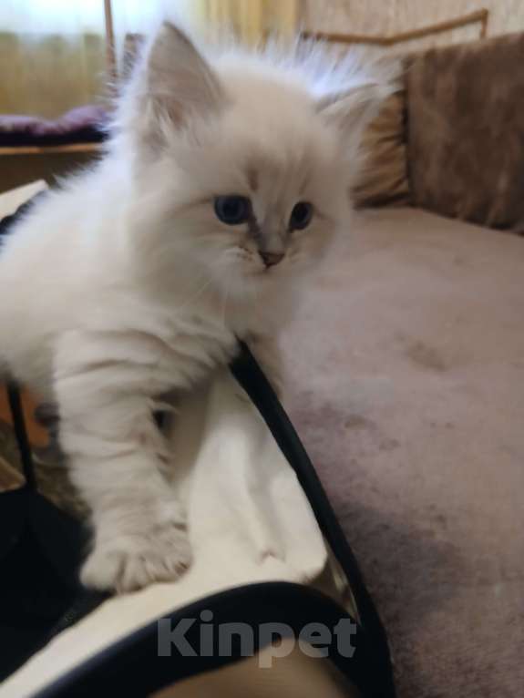 Кошки в Москве: Красивый мальчик, окрас- сил табби пойнт Мальчик, Бесплатно - фото 2