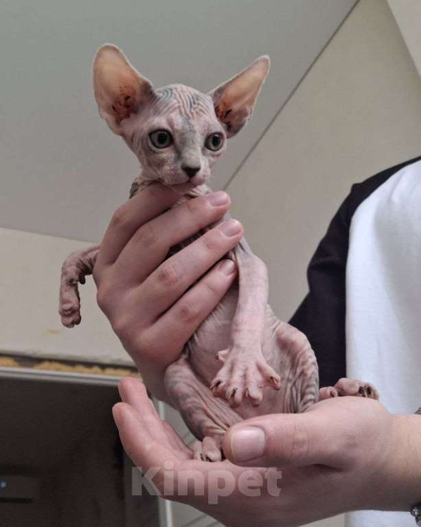 Кошки в Краснодаре: Канадский сфинкс,девочка Девочка, 7 000 руб. - фото 3