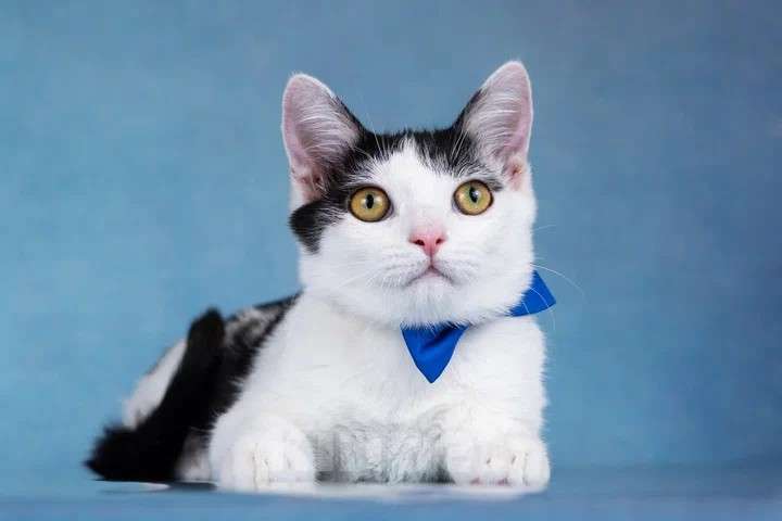 Кошки в Москве: Милый котенок Пончик в добрые руки Мальчик, Бесплатно - фото 2