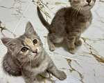 Кошки в Анапе: Котенок девочка ищет семью  Девочка, Бесплатно - фото 1