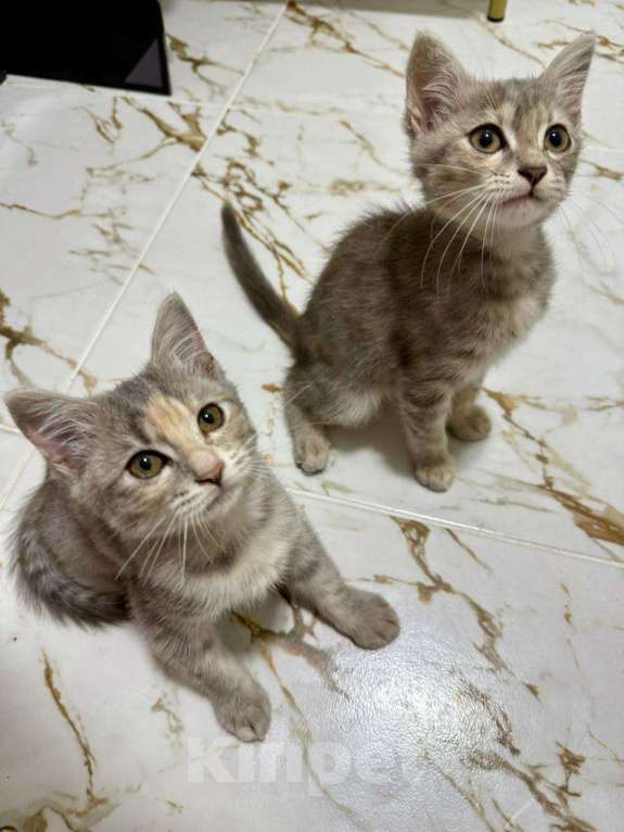 Кошки в Анапе: Котенок девочка ищет семью  Девочка, Бесплатно - фото 1