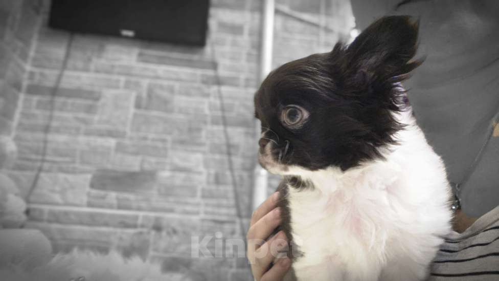 Собаки в Москве: Мальчик 3 мес, бело шоколадный Мальчик, Бесплатно - фото 4