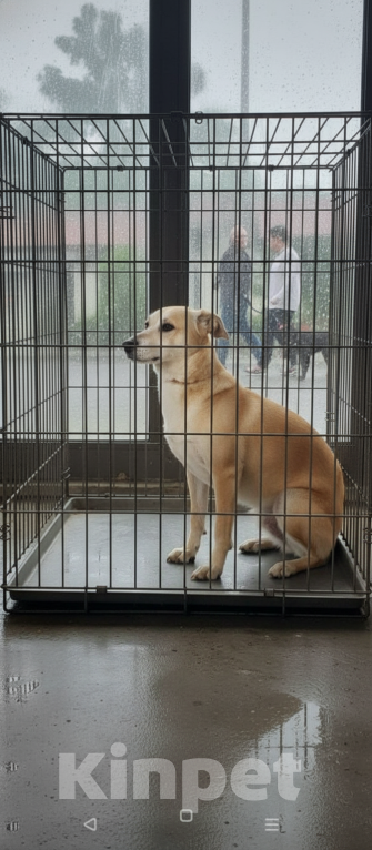 Собаки в Ивантеевке: Пёс, который ждет Мальчик, Бесплатно - фото 1