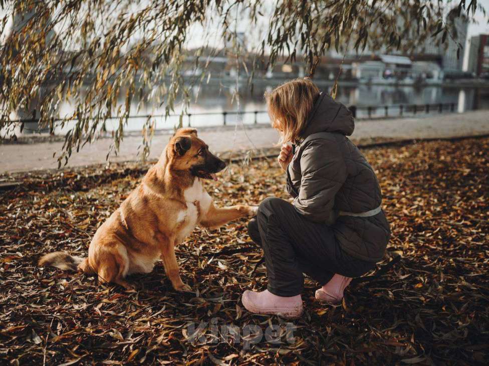 Собаки в Москве: Марти очень ждет семью Мальчик, Бесплатно - фото 5