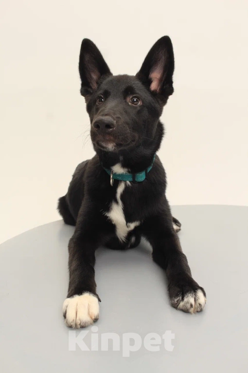 Собаки в Костроме: Грей в поиске дома  Мальчик, Бесплатно - фото 6