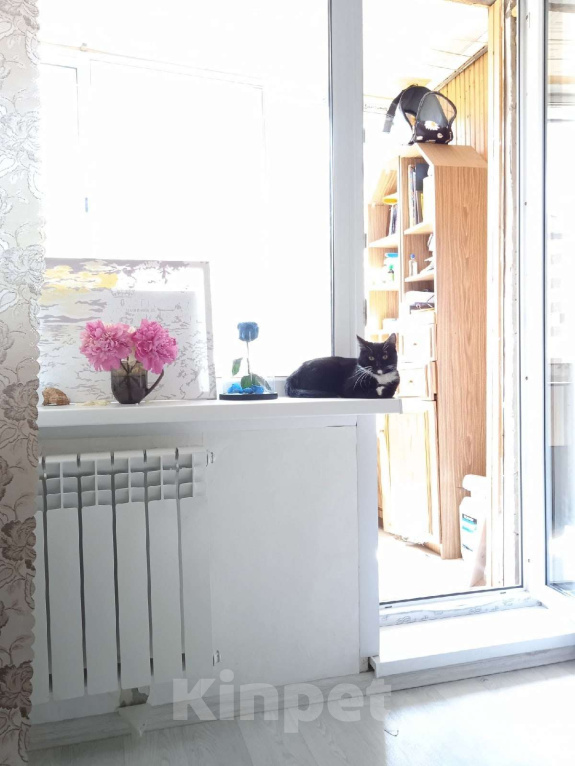 Кошки в Воронеже: СРОЧНО отдам в добрые руки кошку Девочка, Бесплатно - фото 1