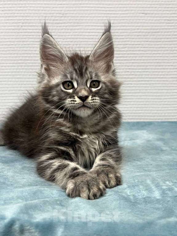 Кошки в Москве: Мейн-кун мальчик  Мальчик, 30 000 руб. - фото 2