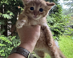 Кошки в Москве: Котята 2 месяца  Мальчик, Бесплатно - фото 7