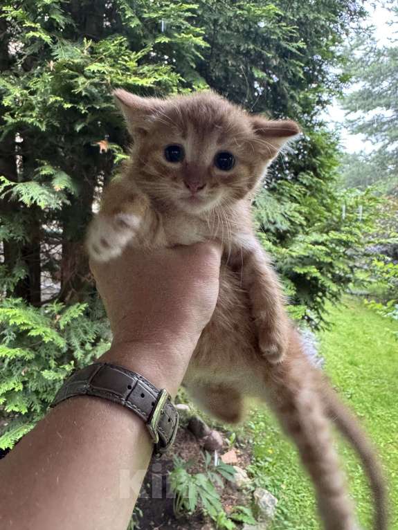 Кошки в Москве: Котята 2 месяца  Мальчик, Бесплатно - фото 7