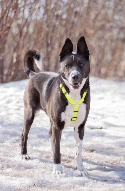 Собаки в Москве: Статная добрая Тайра в поисках заботливой семьи и своего дома Девочка, Бесплатно - фото 6