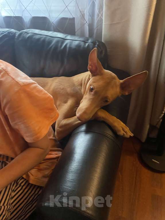 Собаки в других городах Московской области: Фараонова собака Мальчик, 25 000 руб. - фото 2