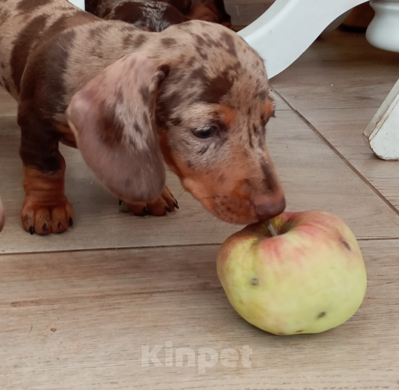 Собаки в Москве: Коричнево-мраморный мальчик Мальчик, 105 000 руб. - фото 3