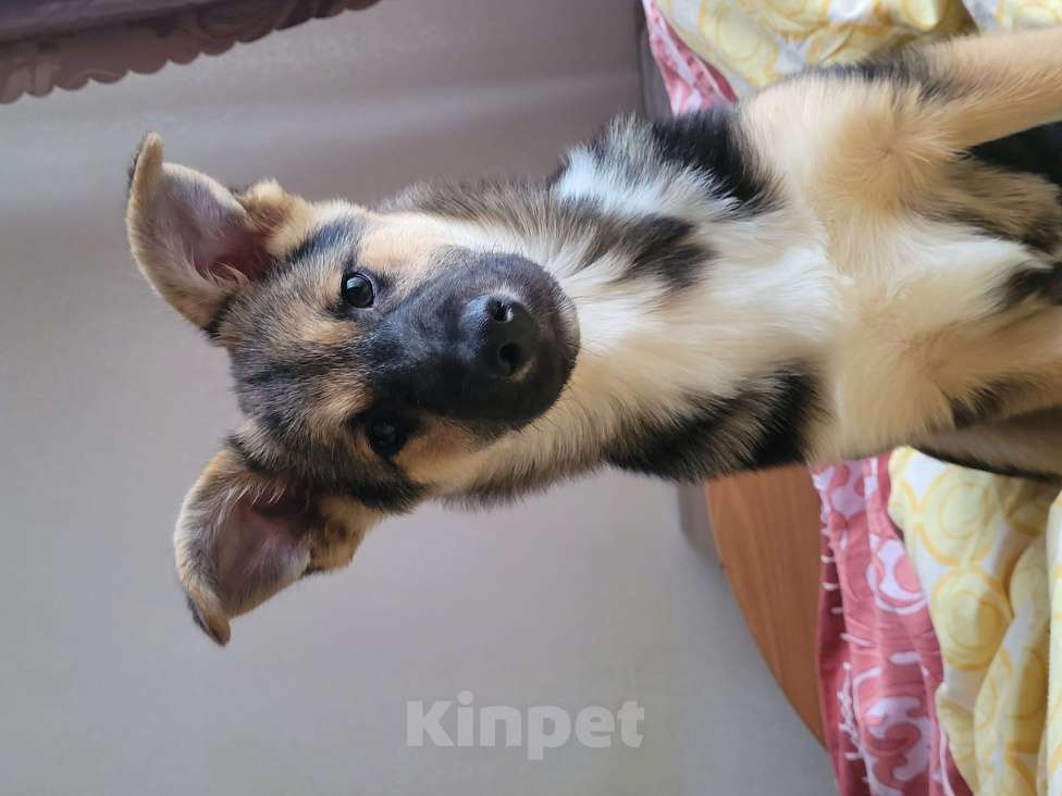 Собаки в Санкт-Петербурге: Щенок девочка в добрые руки! Девочка, Бесплатно - фото 2