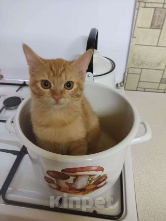 Кошки в Волгограде: Отдам котенка в добрые руки Мальчик, Бесплатно - фото 2