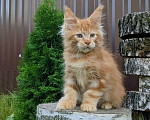 Кошки в Мытищах: Котята Мейн-кун Мальчики Мальчик, 40 000 руб. - фото 7