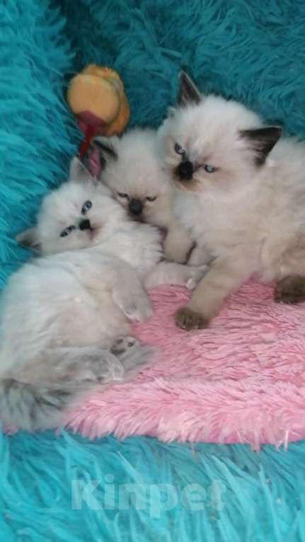 Кошки в Москве: Шотландские котята хайленд  Мальчик, 8 000 руб. - фото 2