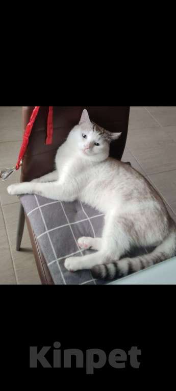 Кошки в других городах Башкортостана: Помогите найти кота 🙏 Мальчик, 10 000 руб. - фото 2