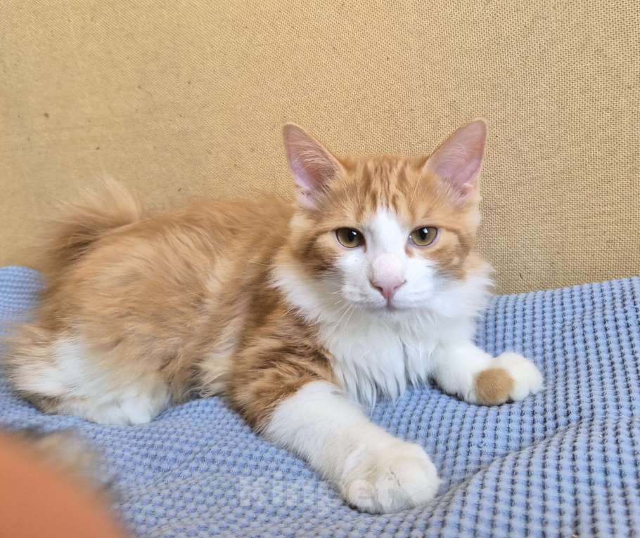 Кошки в Москве: Котёнок курильский бобтейл Мальчик, 35 000 руб. - фото 2