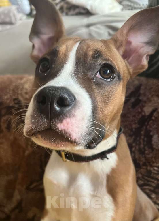 Собаки в Красноярске: продаётся хороший щенок Девочка, Бесплатно - фото 1