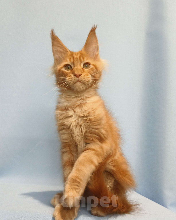 Кошки в Москве: Котёнок Мейн-Кун Мальчик Мальчик, 65 000 руб. - фото 7