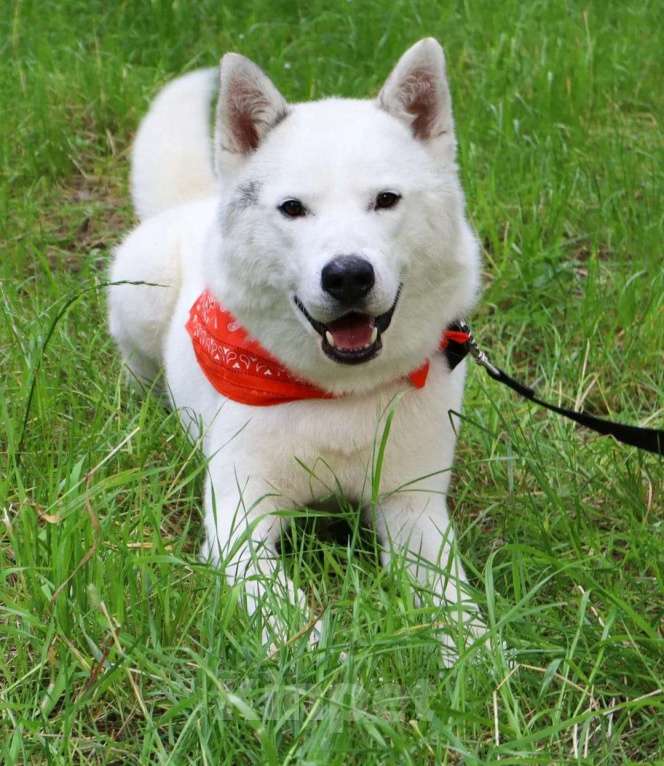 Собаки в Москве: Белый красавец Норд в добрые руки Мальчик, 1 руб. - фото 2