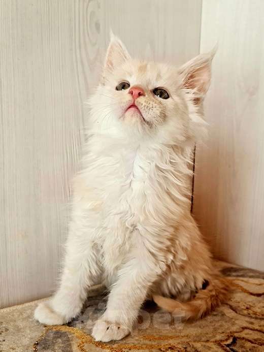 Кошки в других городах Ярославской области: Котята Мейн кун Мальчик, Бесплатно - фото 2