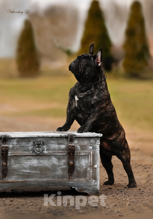 Собаки в Санкт-Петербурге: Красавчик Мальчик, Бесплатно - фото 1