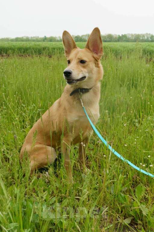 Собаки в Москве: КРАСАВИЦА ДУСЯ Девочка, Бесплатно - фото 9